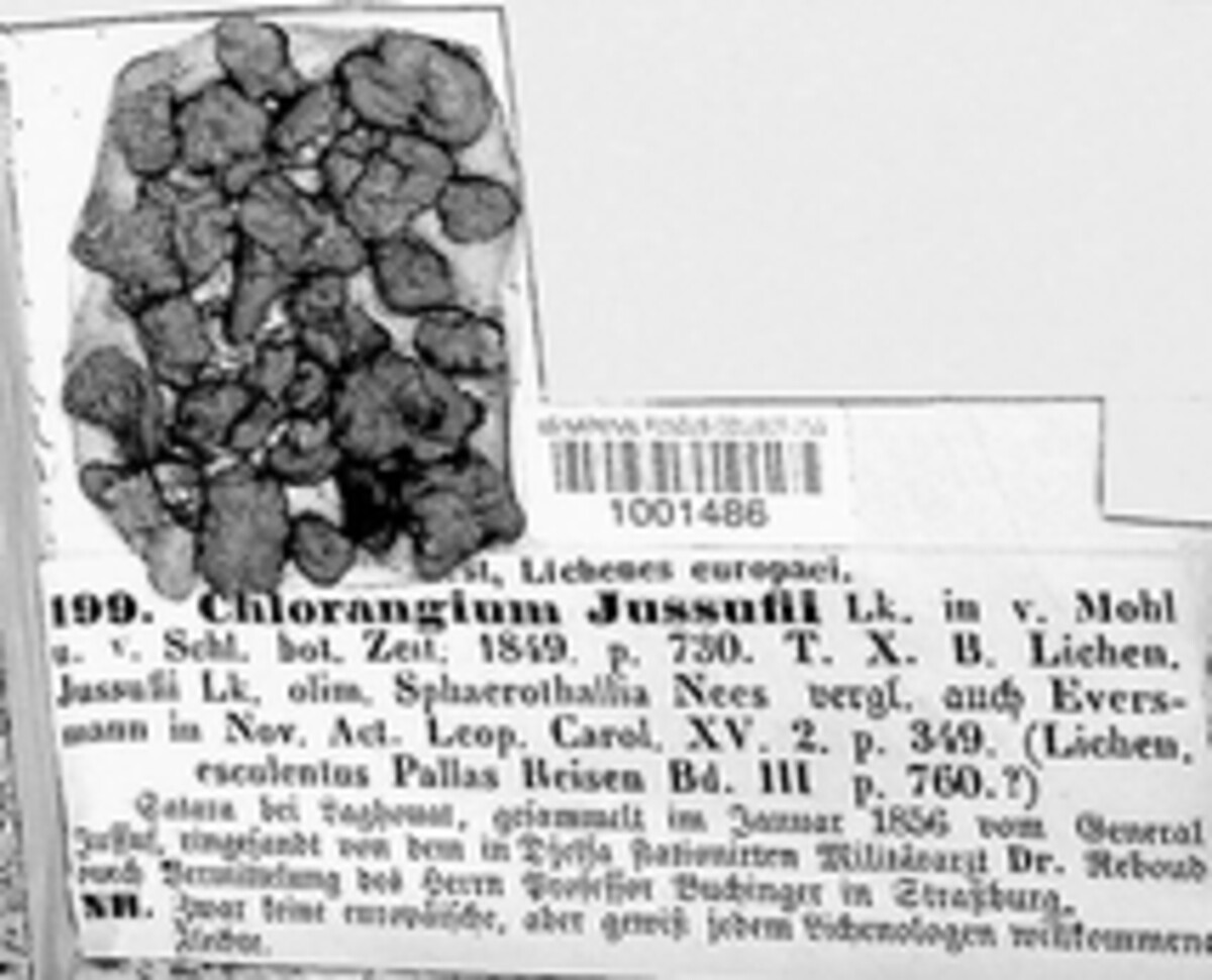Chlorangium jussufii image